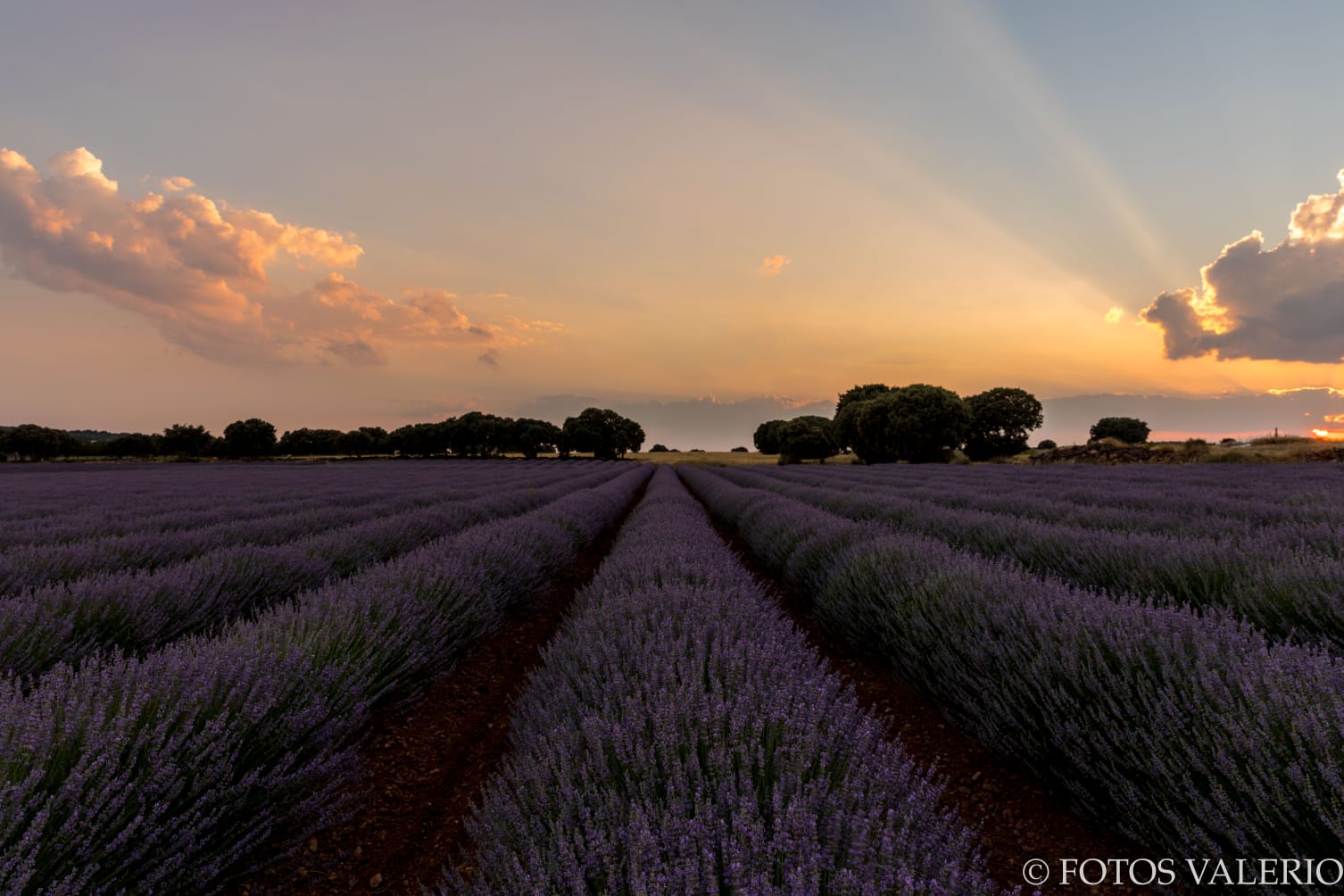 aceites esenciales naturales los piconeros imagen cultivos al atardecer